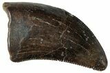 Serrated Tyrannosaur Tooth - Judith River Formation #263847-1